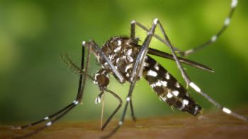 El Conicet afirma que los casos de dengue aumentaron un 2500%
