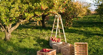 Con 1 elemento que tenés a mano, fabricá este práctico recolector de frutas para tu jardín