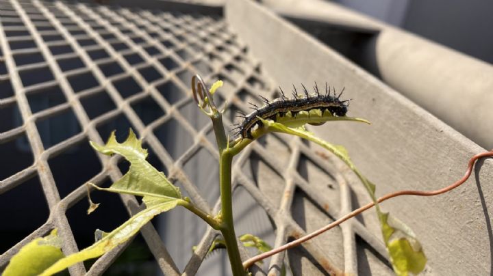 El insecto al que todos le temen en el jardín y que es un potencial riesgo para tus plantas